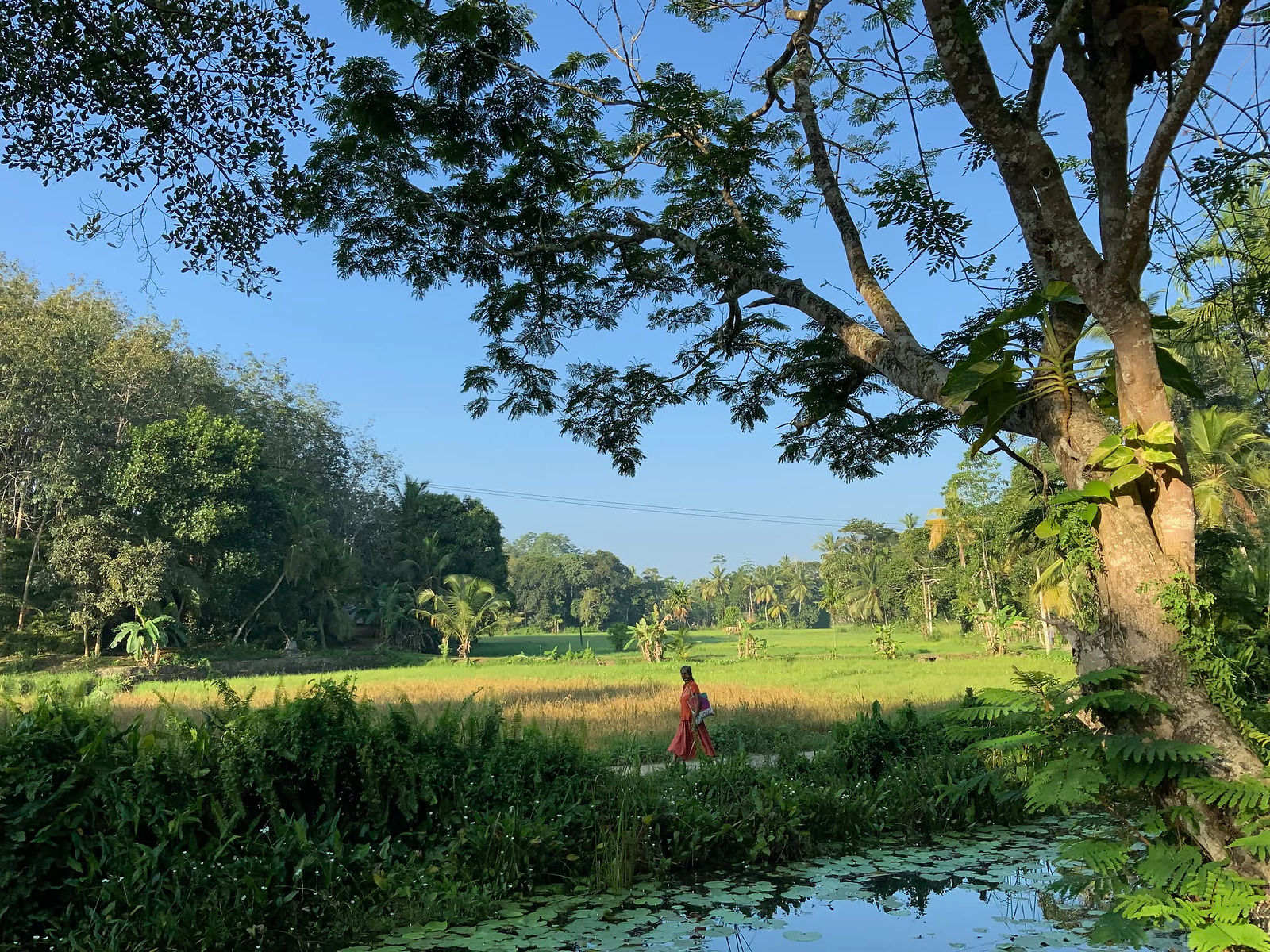 Rice paddies, lily pond and village path