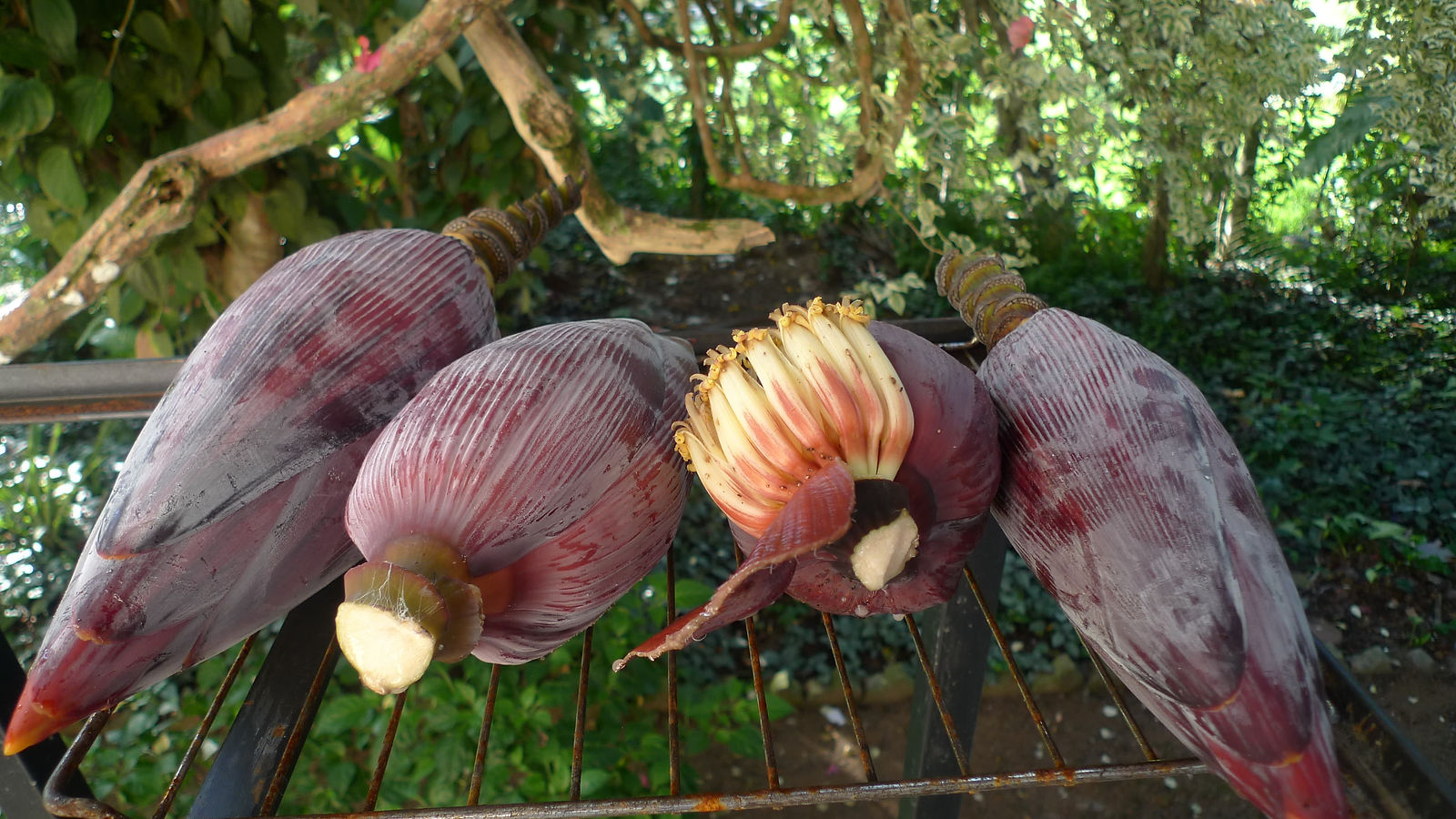 Banana flowers from the estate garden