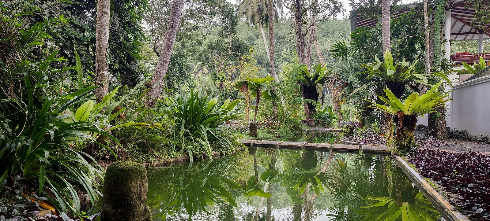 Pond and jungle