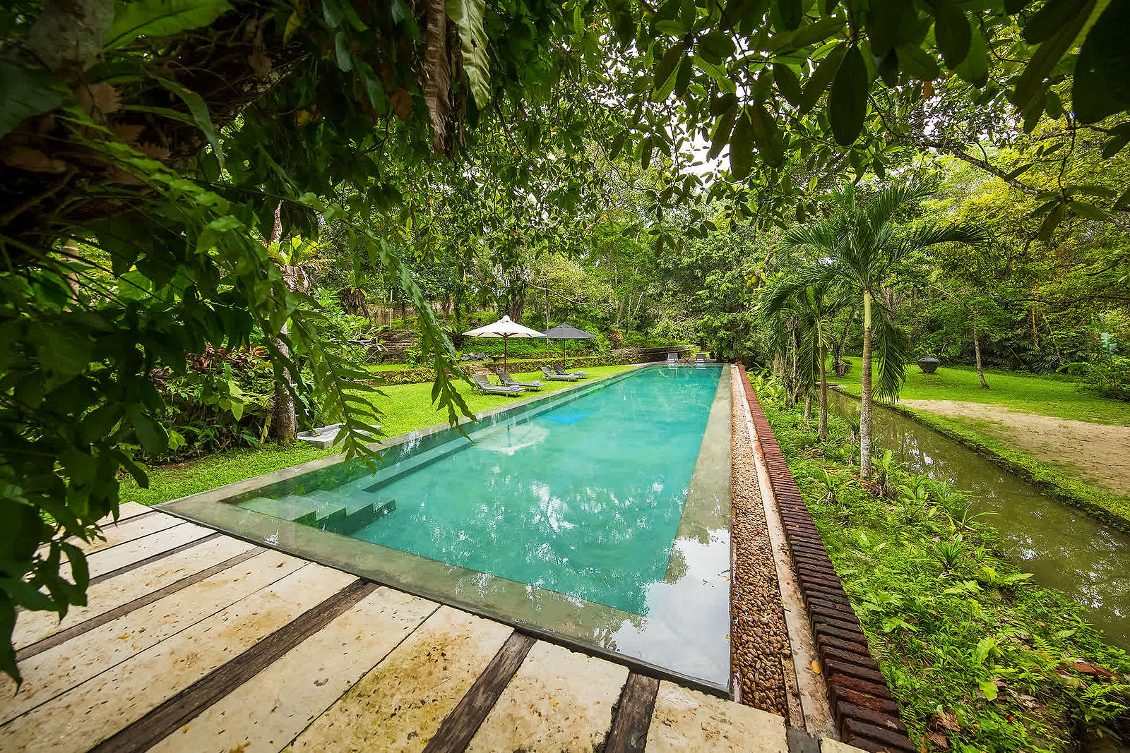 The long swimming pool set among tall trees, with loungers along the edge