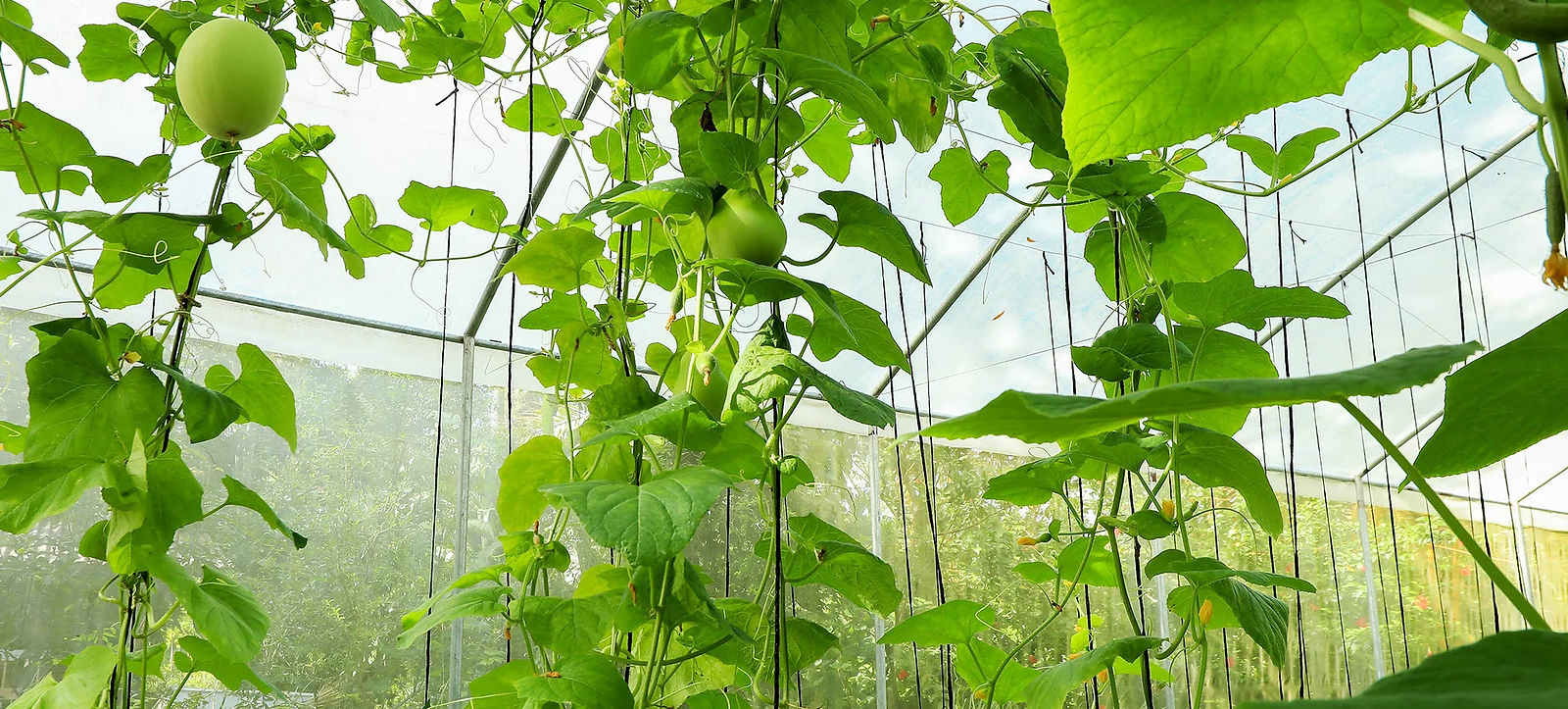 Greenhouse vines