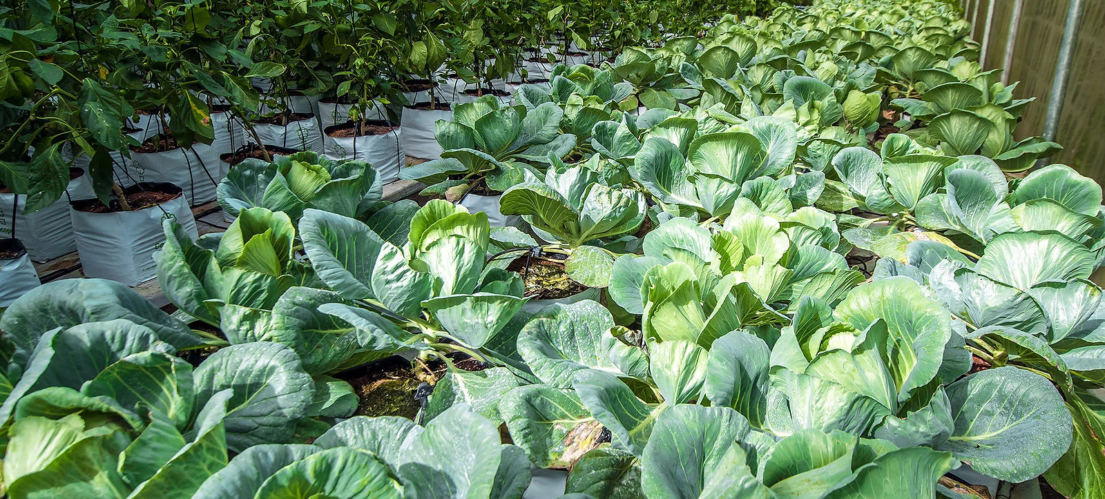 Inside the estate greenhouse