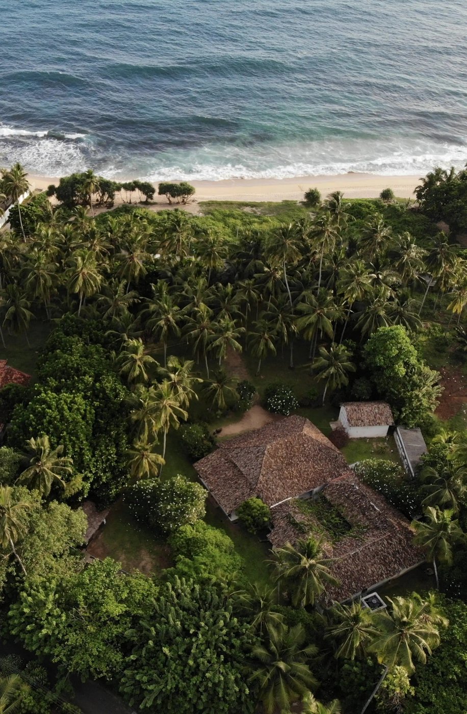 Aerial view of Lime House — villa rooftops in a palm grove above the beach at Thalpe