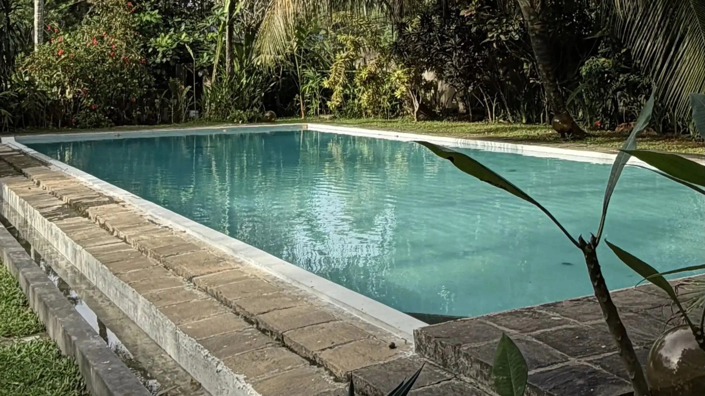 The private swimming pool at Lime House framed by palms and garden