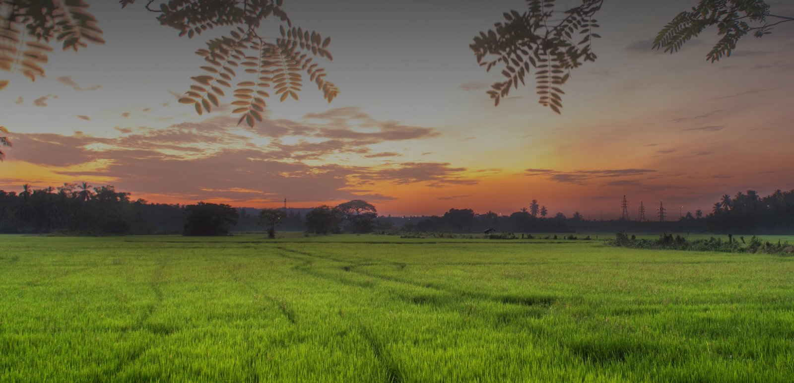 Working paddy fields stretching out below Maya Tangalle